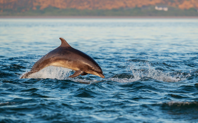 moray firth bottlenose dolphins at burghead