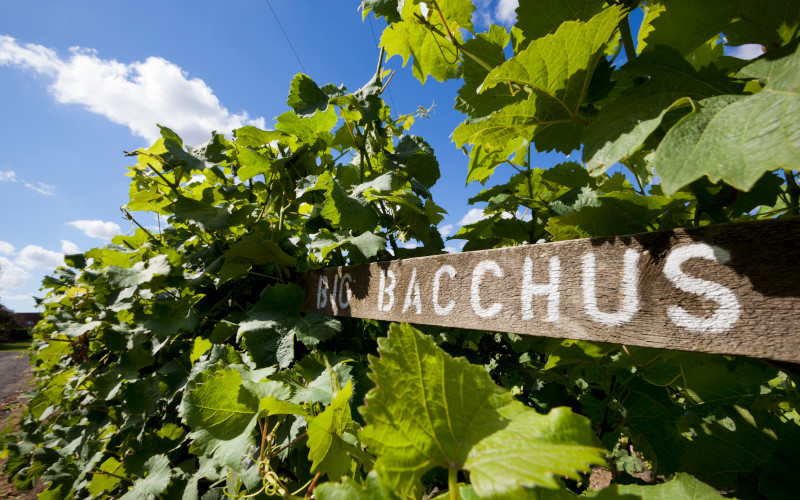 tenterden vineyards, baccus wines in kent